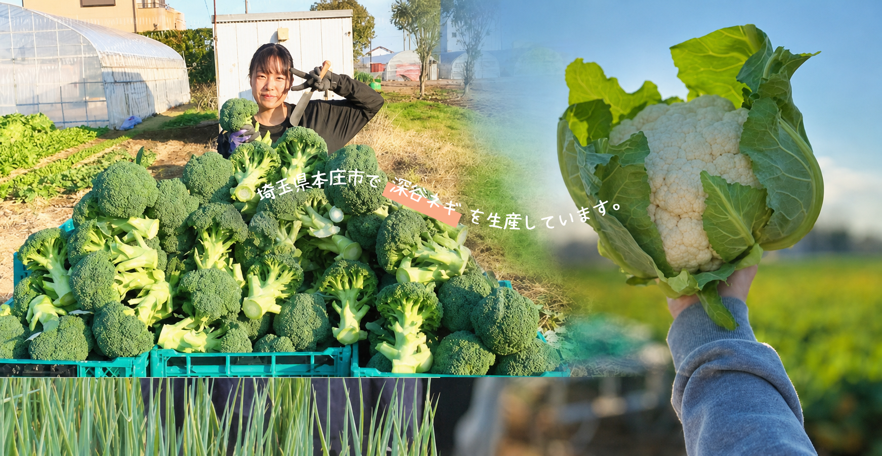 埼玉県深谷市で深谷ネギを生産しています。