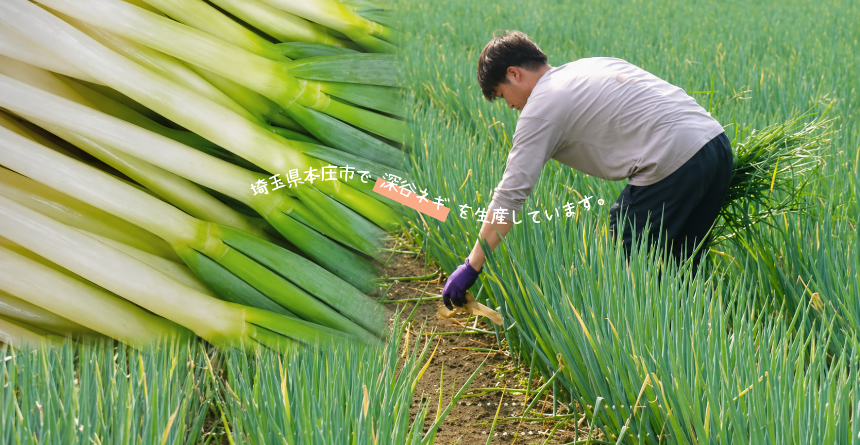 埼玉県深谷市で深谷ネギを生産しています。