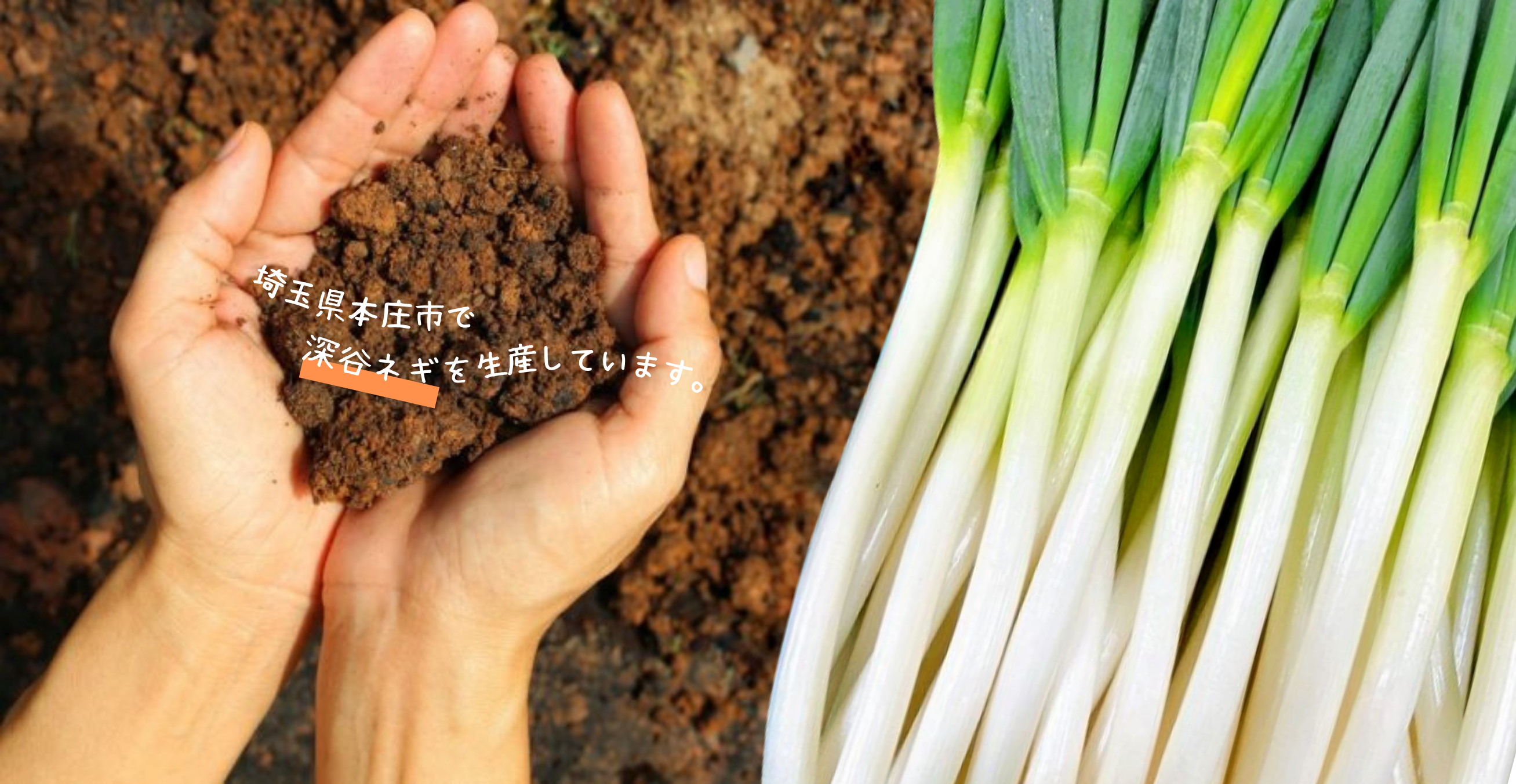 埼玉県深谷市で深谷ネギを生産しています。
